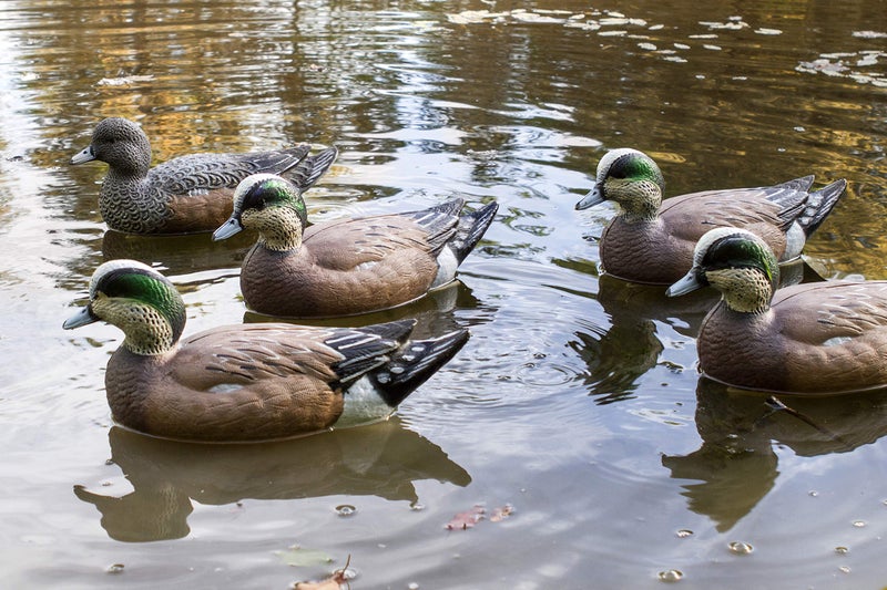 Flambeau Outdoors 8024SUV Storm Front 2 Wigeon Decoys, Classic Floaters - 6-Pack - Image 4